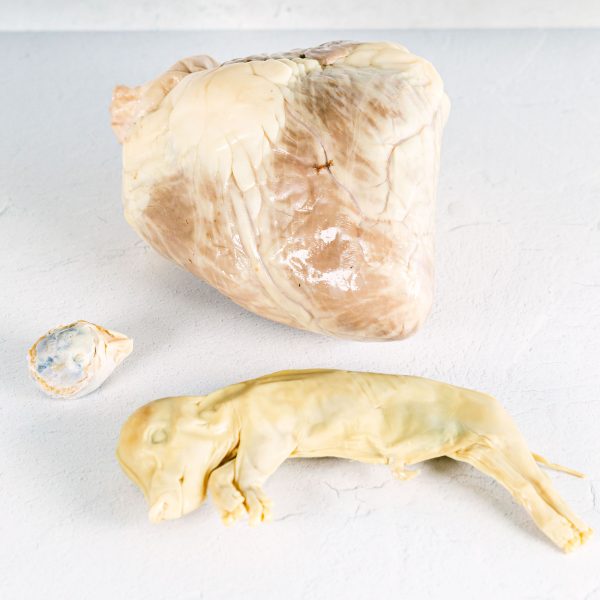 Advanced Biology Dissection Specimens Set Product Image