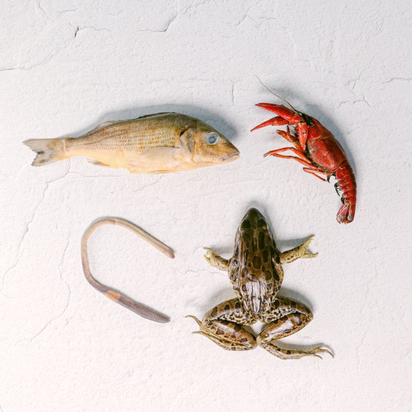 Biology Dissection Kit Specimens