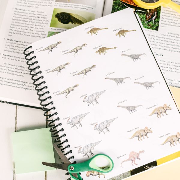 Zoology 3 Advantage Set Regular Notebooking Journal Animals