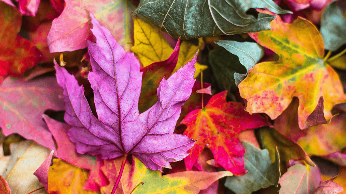 Free fall homeschool activities