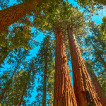 Homeschool Field Trip # 3 - Sequoia National Park