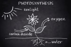 Photosynthesis