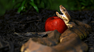 Snake and apple under a tree