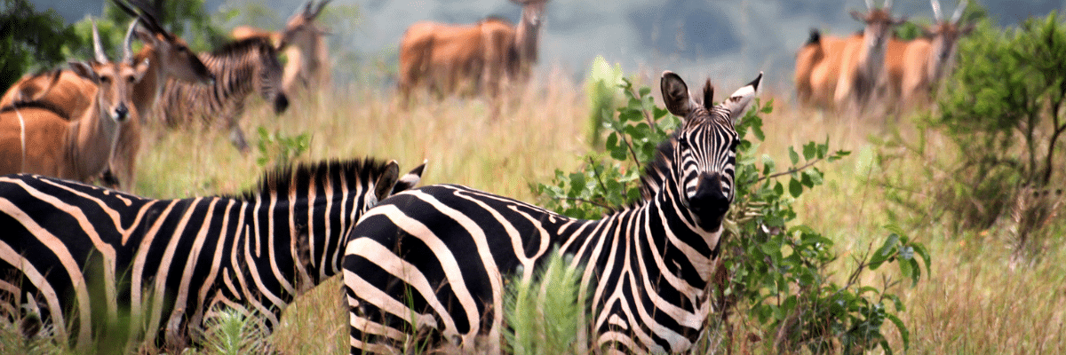 Zebras in an African plain